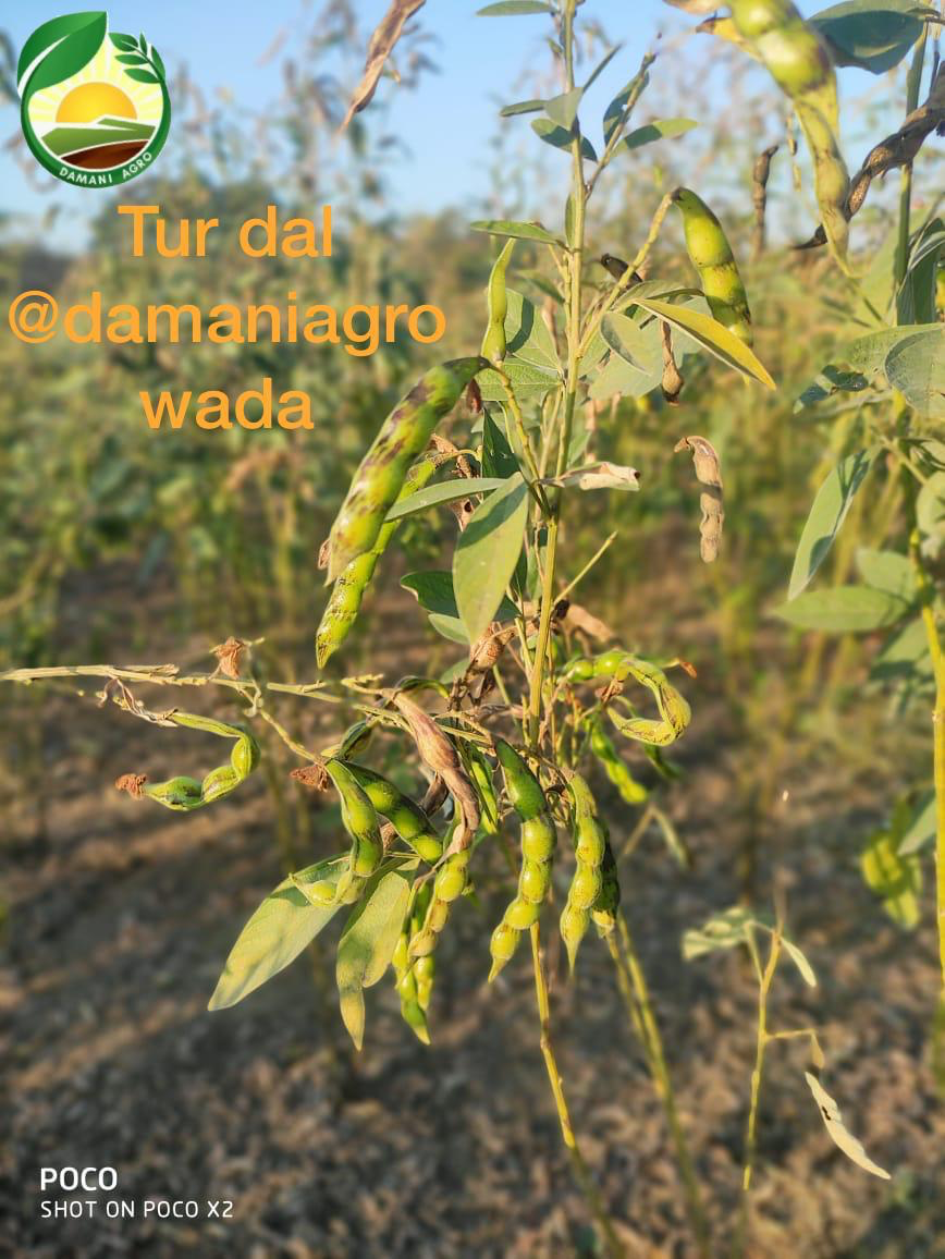 agro 1