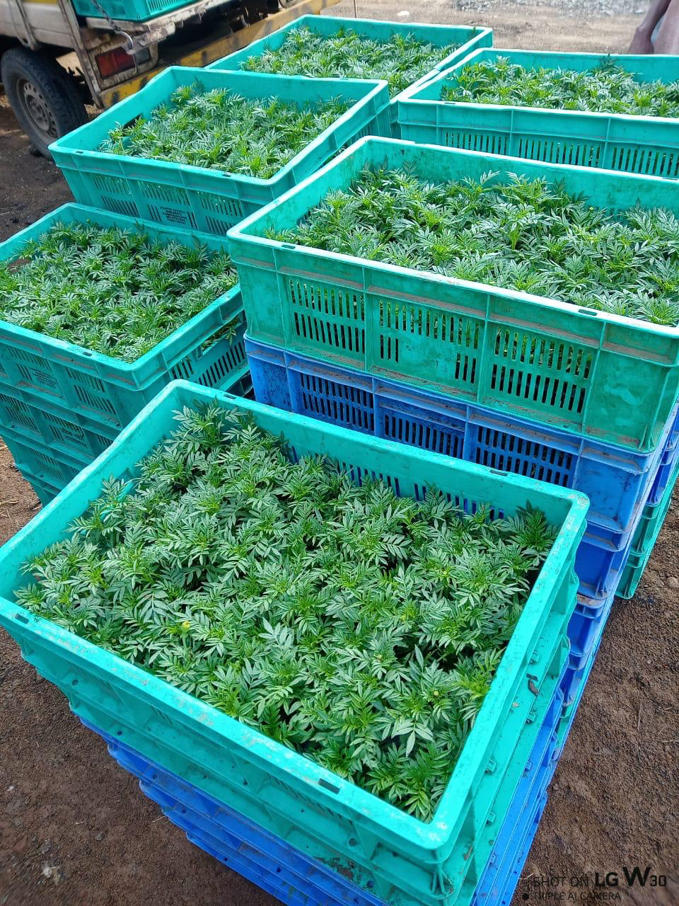 agro 1
