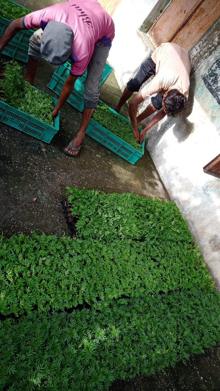 agro 1